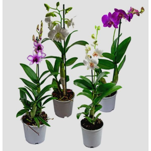 Picture of Dendrobium Nobile 1 tak 12/60