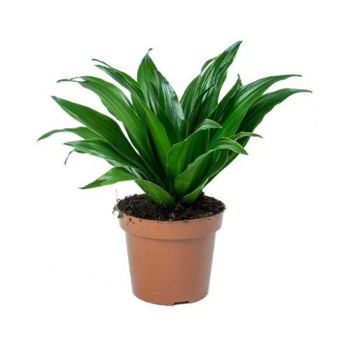 Picture of Dracaena Compacta