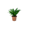 Picture of Dracaena Compacta