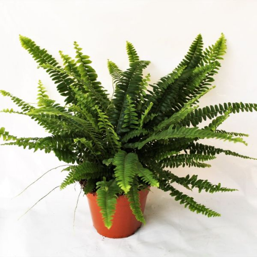 Picture of Nephrolepis Exaltata Green Lady 12/40