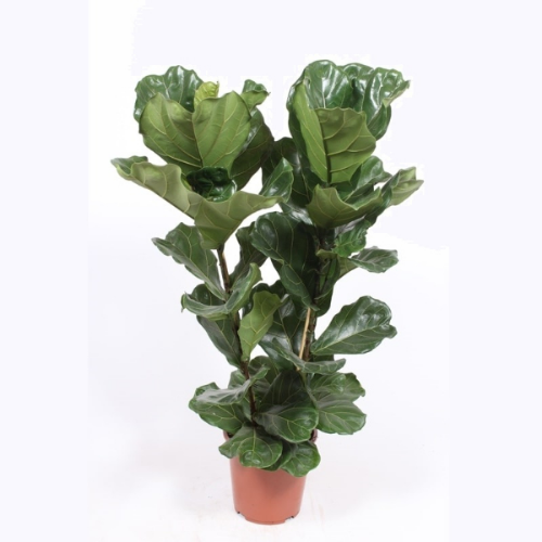 Picture of Ficus Lyrata 2pp 27/100 TGC