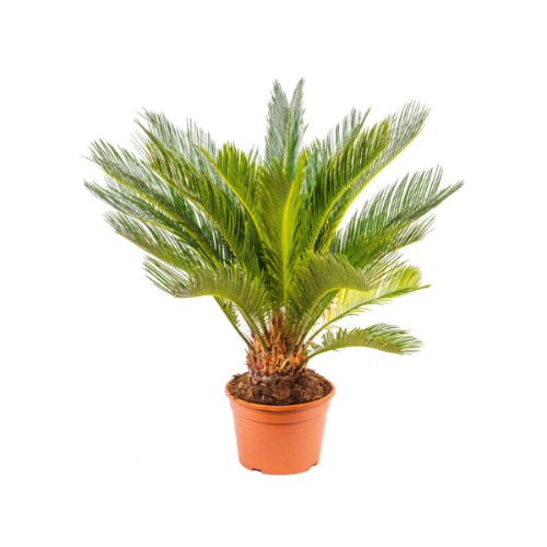 Picture of Cycas revoluta 20/65 TGC