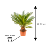 Picture of Cycas revoluta 20/65 TGC