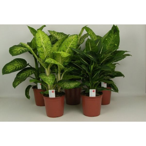 Picture of Dieffenbachia mix 17/55