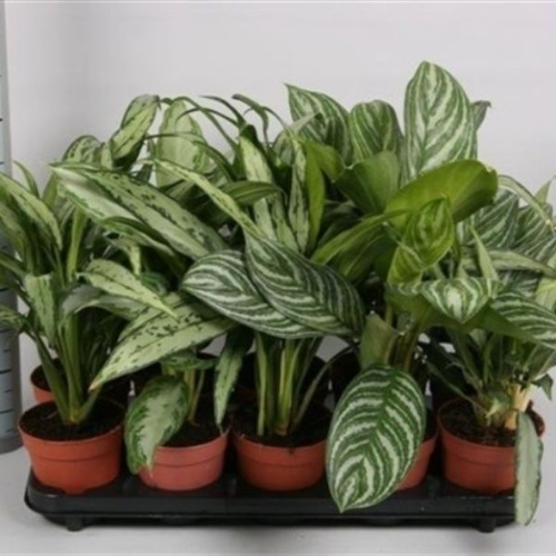 Picture of Aglaonema mix 14/40