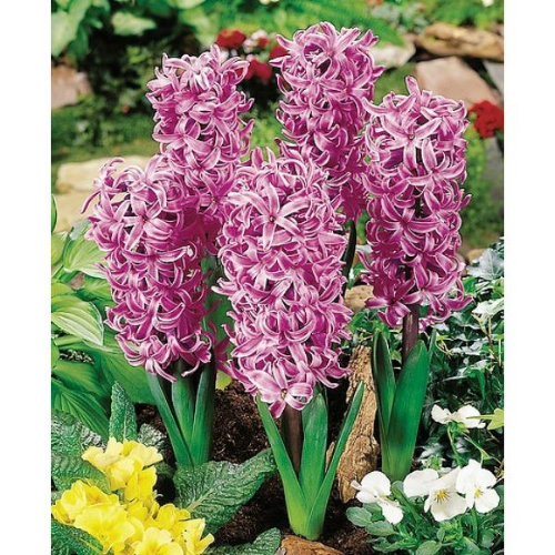 Picture of Hyacinthus splendid cornelia 3/1