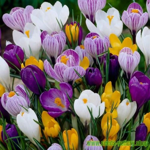 Picture of Crocus mix 15/1