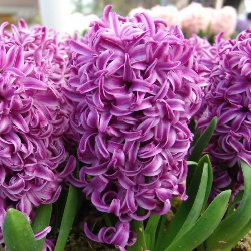 Picture of Hyacinthus purple sensation 3/1