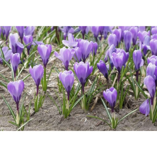 Picture of Crocus grand maitre 15/1