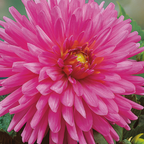 Picture of Dahlia P - Cactus Elga 1/1