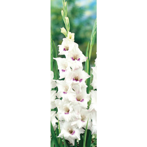 Picture of Gladiolus P Home Coming 6 /1