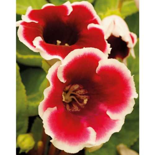 Picture of Gloxinia P Kaiser Friedrich 2/1