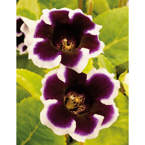 Picture of Gloxinia P Kaiser Wilhelm 2/1