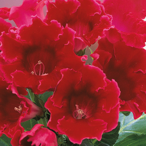 Picture of Gloxinia P Roi De Rouge 2/1