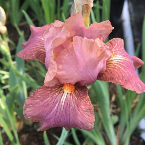 Picture of Iris P Germanica Pink 1/1