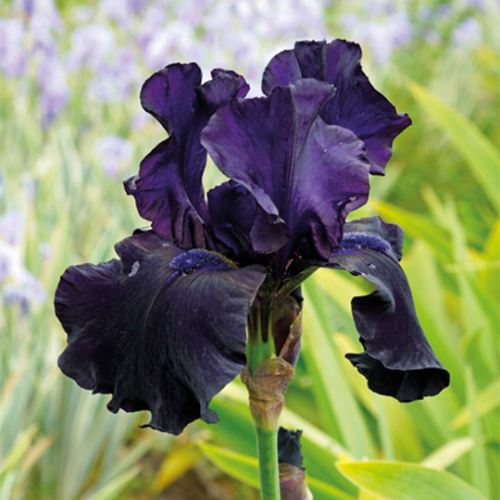 Picture of Iris P Germanica Black 1/1
