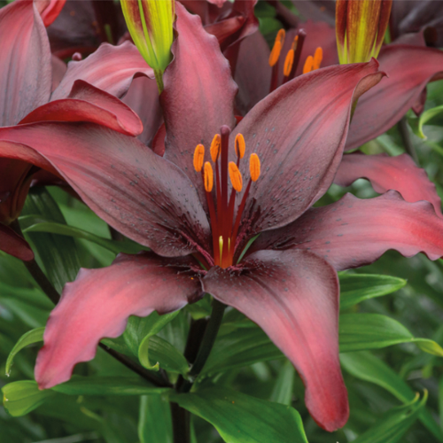 Picture of Lilium P Black 1/1