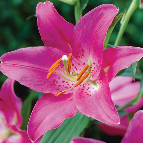 Picture of Lilium P Pink 1/1