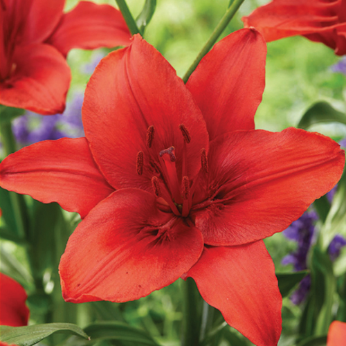 Picture of Lilium P Red 1/1