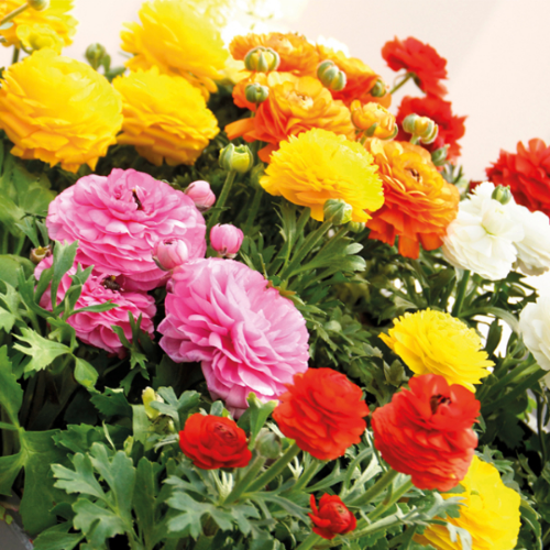 Picture of Ranunculus P Mix 10/1