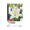 Picture of Lilium White 1/1