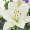 Picture of Lilium White 1/1