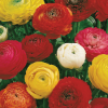 Picture of Ranunculus mix 15/1