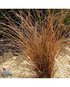 Carex mix - c2 l - 20/30 cm