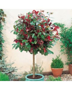 Photinia ser. Little red robin - c2 l - 20/40 cm