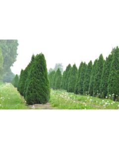 Thuja occidentalis smaragd - p15 - 20/40 cm