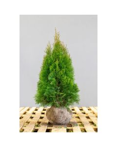 Thuja occidentalis smaragd - 80/100 cm