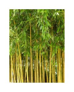 Phyllostachys aurea - c18 l - 150/200 cm