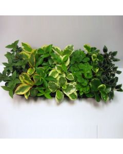 PEPEROMIA MIX 10/15