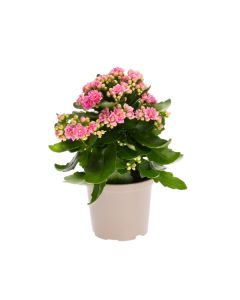 Kalanchoe mix 10/20 TGC