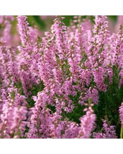 Calluna