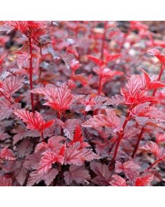 Physocarpus opulfolius lady in red - c3 l - 30/40 cm