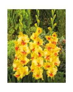 Gladiolus P Jester 8/1