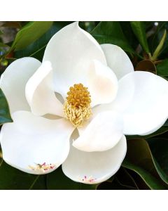 Magnolia grand. Gallisoniensisc30l kalem100cm