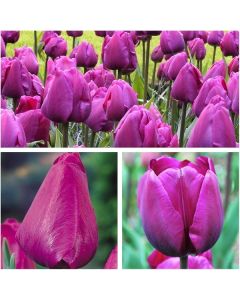 Lukovica Lala, tulipan - Tulipa Negrita 5/1	