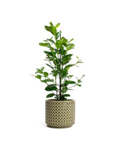 Ficus micr. Moclame rek 24/90