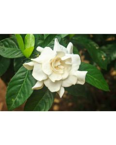 Gardenia jas. 13/25