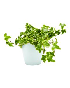 Hedera mix 13/25