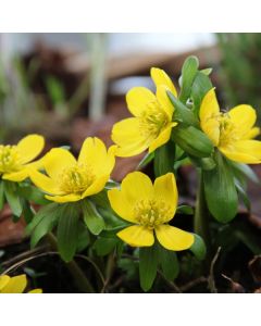 Eranthis Hyemalis 15/1