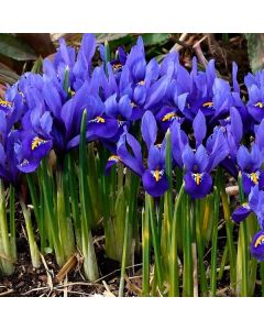 Lukovica Perunika, iris - Iris Reticulata Harmony 12/1	