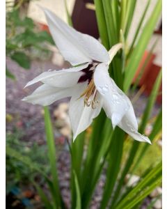 Lukovica Mirisni gladiolus - Acidanthera White 10/1	