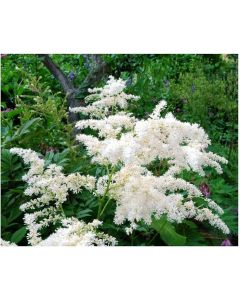 Lukovica Puderasti grm, pernata astilba - Astilbe White 1/1	