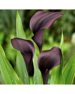 Lukovica Kala - Calla Zantedeschia Black Beauty 2/1	