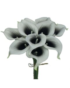 Lukovica Kala - Calla Zantedeschia Picasso 2/1	