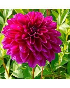 Lukovica Georgina, dalija - Dahlia Dec. Le Baron 1/1	