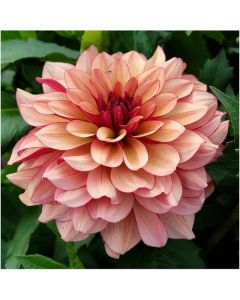 Lukovica Georgina, dalija - Dahlia Dec. Creme De Cognac 1/1	